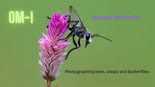 OM-1 and Olympus 300mm F4 Pro | Amazing combination for photographing Bees and Butterflies!