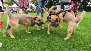 Border Terrier WOODY meets his family