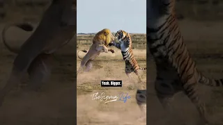 TIGERS are the Real KINGS of the Jungle - Joe Rogan