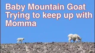 Baby Mountain Goat Trying to keep up with Momma.