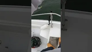 BIG popper gets slammed at the boat!
