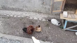 Кот vs курица