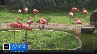 Students learn about weather and wildlife at the Maryland Zoo