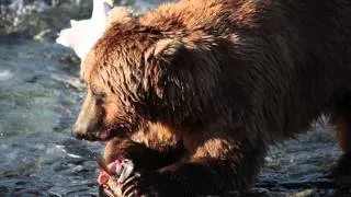 Brown Bear Eating Fish at McNeil River Alaska