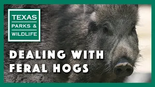 Dealing with feral hogs