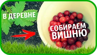 СОБИРАЕМ УРОЖАЙ ВИШНИ В СВОЕМ САДУ. КАК СОБИРАТЬ ВИШНЮ.