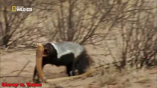 Honey Badger vs. Cape Cobra