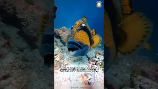 Triggerfish 🐠 The Aggressive Ocean Predators!