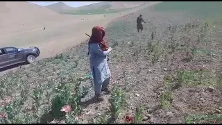 پاک کاری۱۰۰ جریب زمین کشت کوکنار از سویی مدیریت مبارزه با مواد مخدر سمنگان در ولسوالی دره صوف پایین.