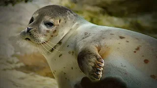 Funny Seals 😹 Funny and Cute Seals (Full) [Funny Pets]