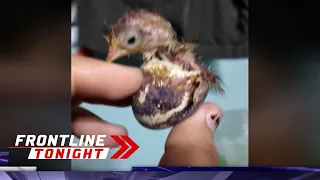 21 itlog ng pugo na gagawin sanang balut, napisa