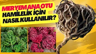 Meryem Ana Otu Faydaları, Hamilelik İçin Nasıl Kullanılır? - Pratik Bilgi Bankası