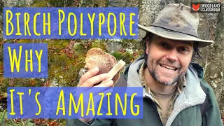 Birch Polypore. Why It's Amazing!