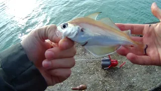 Plaice, whiting and silver eel fishing at Brighton Marina