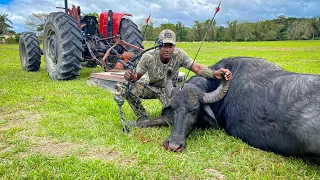 Water Buffalo Catch, Clean & Cook in Jamaica