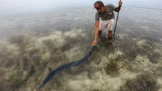 Tidak bisa Kabur lagi banyak ikan terjebak Saat air surut Pagi