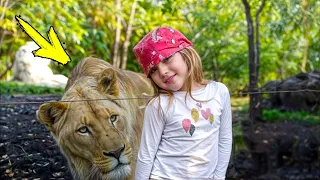 The lioness silently crept up to the little girl, and then something shocking happened!