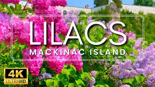 THE LARGEST LILACS IN THE WORLD!!! | Mackinac Island Lilac Festival 2023 | Lilac Garden Tour