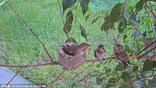 Skye's Big Moment: Allen's Hummingbird Takes First Long Perch on Nest Branch at 23 Days Old!