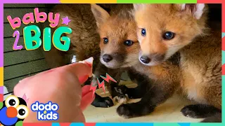 Baby Foxes Are The Cutest Little Troublemakers ❤️ | Dodo Kids | Baby 2 Big