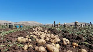 Diyarbakır’da Patates Hasadı Başladı