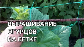 👩🏻‍🌾🥒🥒ВЫРАЩИВАНИЕ ОГУРЦОВ В ОТКРЫТОМ ГРУНТЕ. ФОРМИРОВАНИЕ ОГУРЦОВ НА СЕТКЕ. СПРАШИВАЕТЕ - ОТВЕЧАЮ