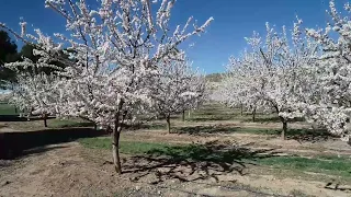 Floración de almendros, impresionantes imágenes de dron en la floración.