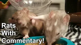 Hungry Rats with Commentary!