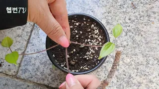 🔔 Tip of the day 🔔        🌸 클레마티스 삽목 ㅡ 큰꽃으아리 삽목 🌸 How to grow clematis from cutting 🌸