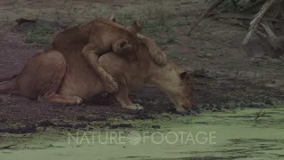 Lioness drinking from swamp as cub tries to play on her back