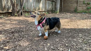 The Balls ⚽️ 🏀 these Corgis Have