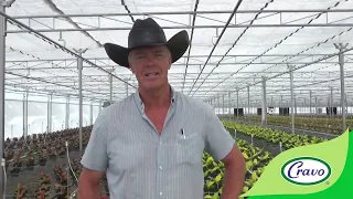 Key learnings from 15 years of growing in Cravo retractable greenhouses and cooling houses.