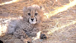 Baby Cheetahs Being Cute
