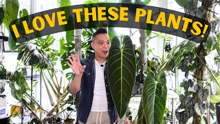 🌱 10 HOUSEPLANTS I ABSOLUTELY LOVE 😮 Philodendron, Monstera, Hoya, Anthurium | My favourite plants