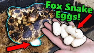 Our Fox Snake Laid Eggs!! Woohoo!