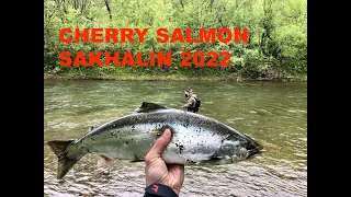 Сима на резину. Cherry salmon. Рыбалка на Сахалине. 2022