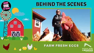 Behind the Scenes - Farm Fresh Eggs