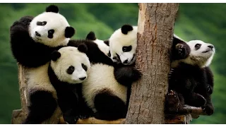 Best Documentary 2016 National Geographic Life Of Panda