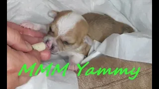 Feeding milk to small Chihuahua puppies