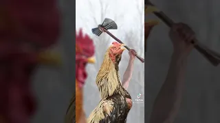 Avengers End Game With Chickens