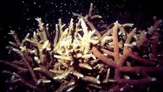 Science Today: Saving Coral Reefs | California Academy of Sciences