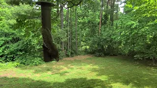 High Flying Leaping Squirrel in Super Slow Motion