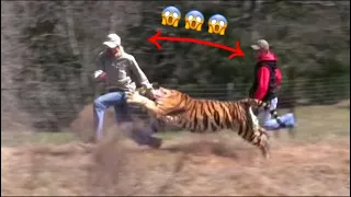 😱😱Тигр нападает на человека в лесу #тигры #животные #хабаровскийкрай #хабаровск  #человек #мир 😱