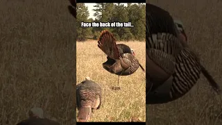 🤯Properly Use Strutter Decoy! 🦃Turkey Hunting Tips #turkeyhunting #hunting #shorts