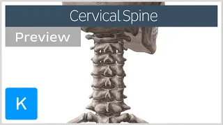 Vertebrae of the cervical spine (preview) - Human Anatomy | Kenhub