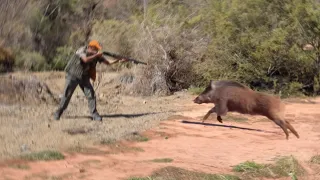 TOP 20 WILD BOAR HUNTING || Best Scenes ||SEASON: 2023 - PART 2