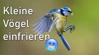 FOTOGRAFIEREN LERNEN 53 🐣📸 Kleine Vögel im Anflug fotografieren | Welche Einstellungen?