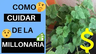 como CUIDAR tu PLANTA MILLONARIA #187