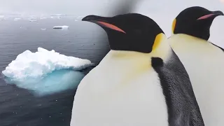 Antarctica’s Emperor Penguins Could Be Extinct in 30 Years