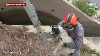 BOMBEIROS RESGATAM CACHORRO NO RIO TIETÊ | BRASIL URGENTE